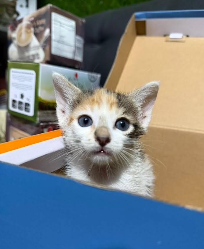 Gatito rescatado